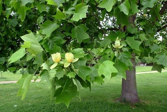 Tulip Poplar Tree